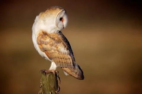 Barn owl look back Stock Photos