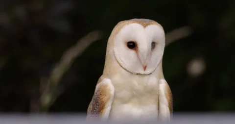 Barn owl looking around, Dorset, UK Video stock 144259752