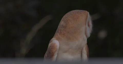 Barn owl looking around Vidéo 295190404