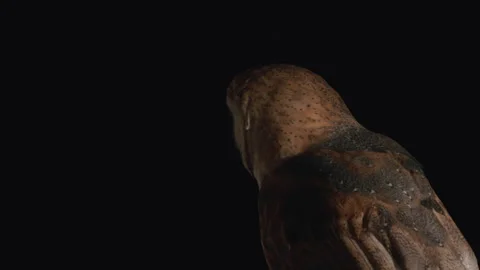 Barn owl looking at camera on black background Stock Footage 170970079