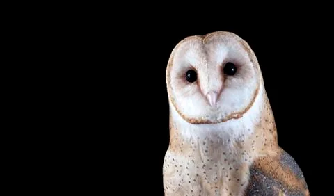 Barn Owl Looking at camera isolated on Black Stock Photos