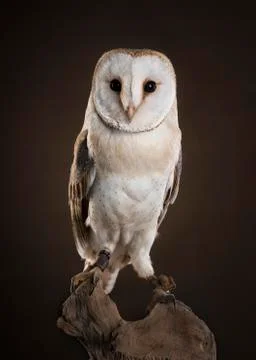 Barn owl looking at camera sitting on a tree trunk on a dark brown background Stock Photos