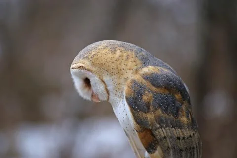 Barn Owl Looking Down Stock Photos