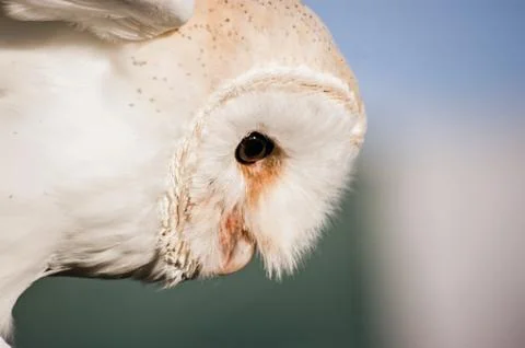 Barn Owl looking down Stock Photos