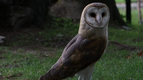 Barn owl looking a fly away in the end Stock-Footage 94712802