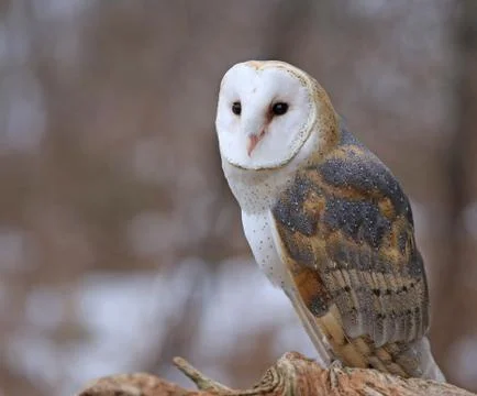 Barn Owl Looking Up Stock Photos