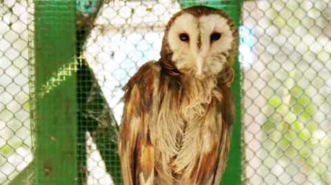 Barn Owl Looks Stock Footage 11144451