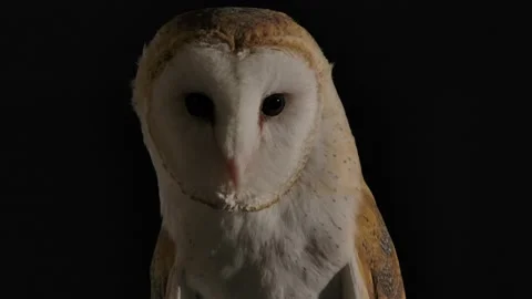 Barn owl looks towards camera focused and ready to hunt Vidéo 170836554