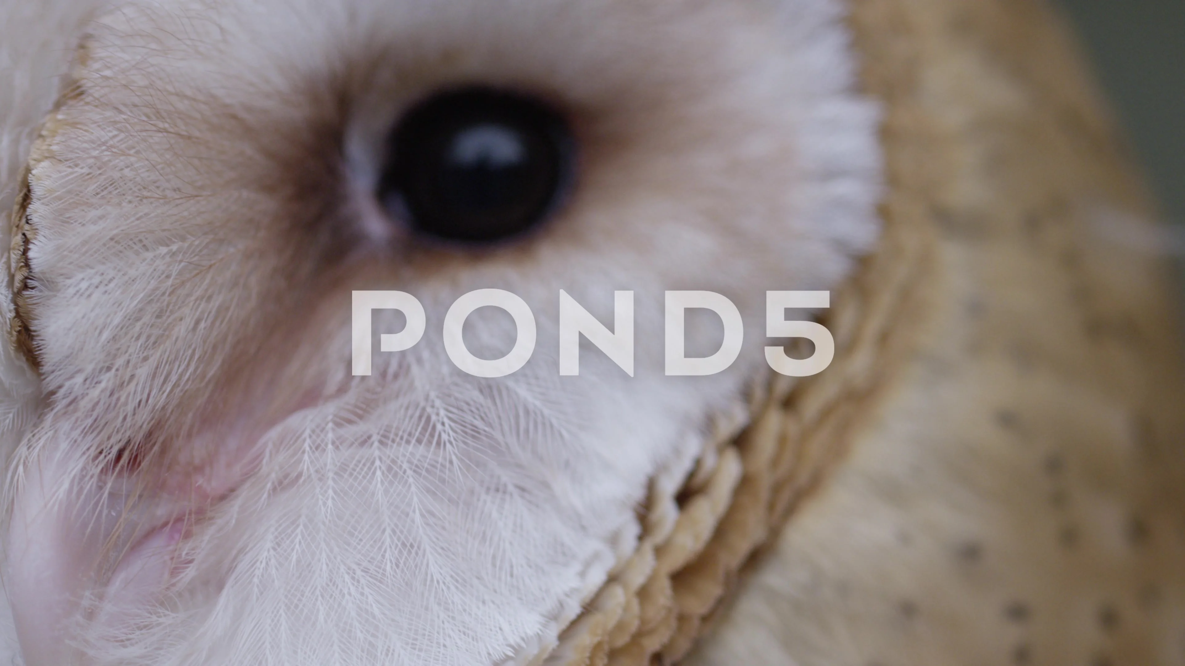 barn owl eyes close up