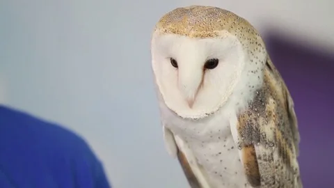 Barn owl making sounds Stock Footage 81959882