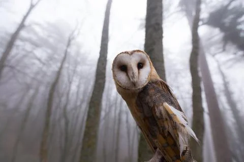 Barn Owl in a Misty Forest Surrounded by Tall Trees Stock-Fotos