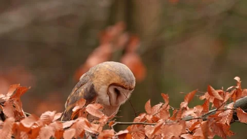 Barn Owl in nice orange fall leave light. Autumn forest with beautiful bird. Tyt Stock Footage 321137234
