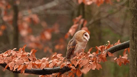 Barn Owl in nice orange fall leave light. Autumn forest with beautiful bird. Tyt Stock Footage 321138390
