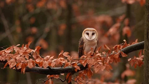 Barn Owl in nice orange fall leave light. Autumn forest with beautiful bird. Tyt Stock Footage 321138447