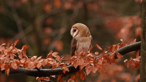 Barn Owl in nice orange fall leave light. Autumn forest with beautiful bird. Tyt Stock Footage 321138505