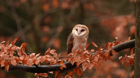 Barn Owl in nice orange fall leave light. Autumn forest with beautiful bird. Tyt Stock Footage 321138524