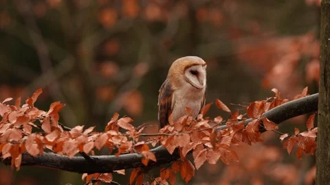 Barn Owl in nice orange fall leave light. Autumn forest with beautiful bird. Tyt Stock Footage 321186363