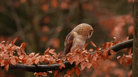 Barn Owl in nice orange fall leave light. Autumn forest with beautiful bird. Tyt Stock Footage 321186371