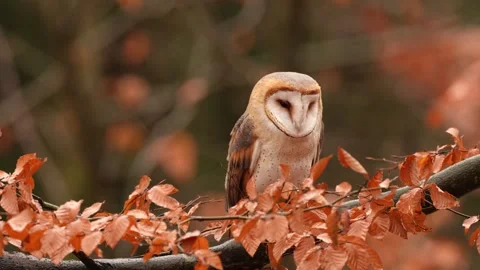 Barn Owl in nice orange fall leave light. Autumn forest with beautiful bird. Tyt Stock Footage 321186518