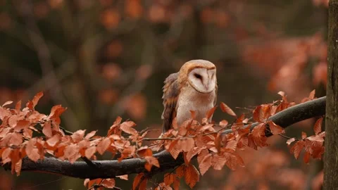 Barn Owl in nice orange fall leave light. Autumn forest with beautiful bird. Tyt Stock Footage 321186611