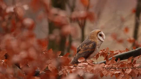 Barn Owl in nice orange fall leave light. Autumn forest with beautiful bird. Tyt Stock Footage 321187032