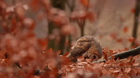 Barn Owl in nice orange fall leave light. Autumn forest with beautiful bird. Tyt Stock Footage 321187118