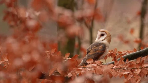 Barn Owl in nice orange fall leave light. Autumn forest with beautiful bird. Tyt Stock Footage 321187129