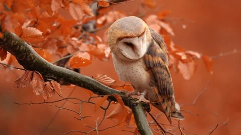 Barn Owl in nice orange fall leave light. Autumn forest with beautiful bird. Tyt Stock Footage 321187355