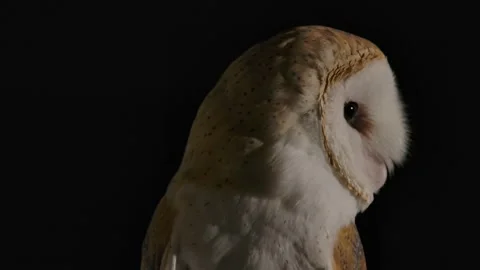 Barn owl one eye blinks and looks away Video stock 170836561