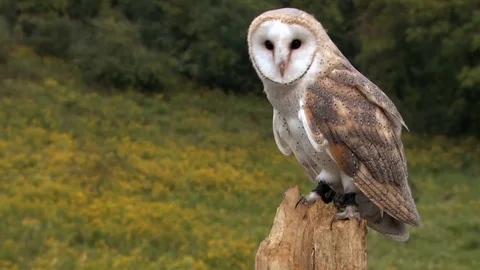 Barn owl in an open field Stock Footage 83084012