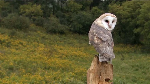 Barn owl in an open field Stock Footage 83084027