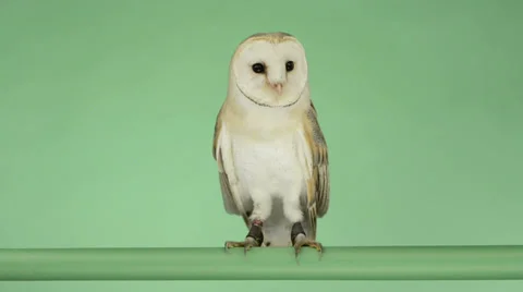 Barn owl perched and looking around, green key Stock Footage 30390093