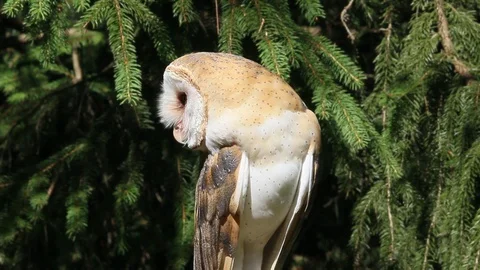 Barn Owl Perched and Looking Around Stock Footage 128779469