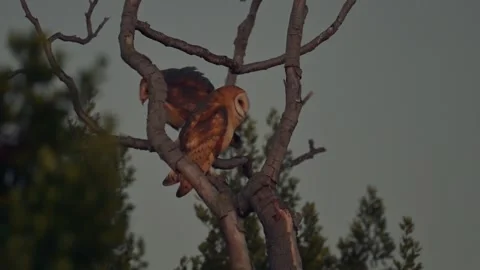 Barn Owl Perched on Branch 스톡 동영상 343153272