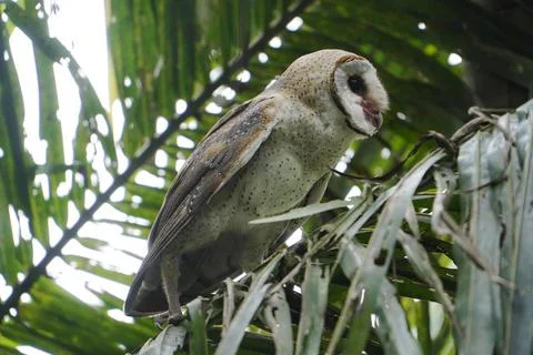 Barn Owl perched on coconut tree branch in the morning (Tyto alba) Stock Photos