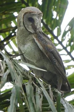 Barn Owl perched on coconut tree branch in the morning (Tyto alba) Stock Photos