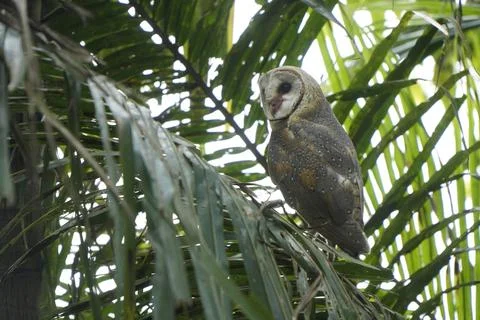 Barn Owl perched on coconut tree branch in the morning (Tyto alba) Stock Photos