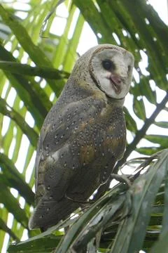 Barn Owl perched on coconut tree branch in the morning (Tyto alba) Stock Photos