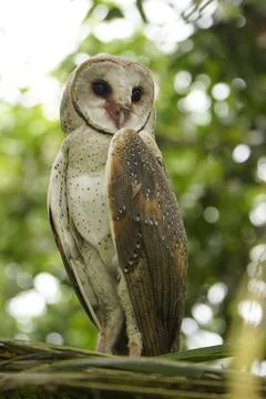 Barn Owl perched on coconut tree branch in the morning (Tyto alba) Stock Photos