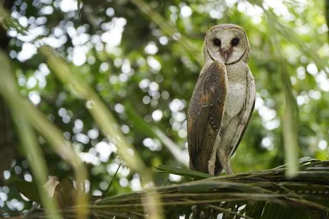 Barn Owl perched on coconut tree branch in the morning (Tyto alba) Stock Photos