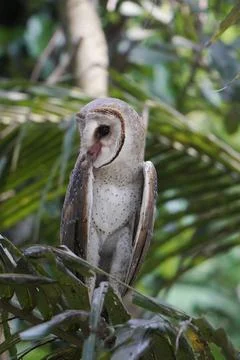 Barn Owl perched on coconut tree branch in the morning (Tyto alba) Stock Photos