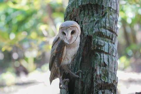 Barn Owl perched on coconut tree trunk during the day (Tyto alba) Stock Photos