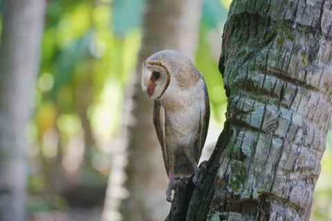 Barn Owl perched on coconut tree trunk during the day (Tyto alba) Stock Photos