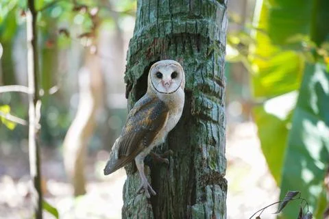 Barn Owl perched on coconut tree trunk during the day (Tyto alba) Stock Photos