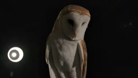 Barn owl perched in dark studio setting Stock Footage 170836563