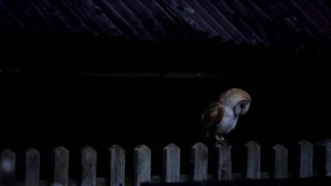 Barn owl perched on gate at dusk looking around Video stock 157754976