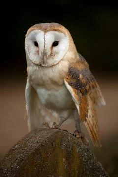 Barn Owl perched on a gravestone Stock Photos