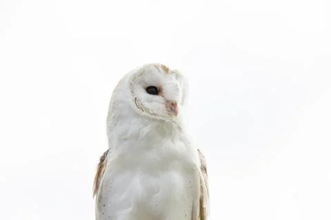 Barn owl perched with light white cloud background Stock Photos