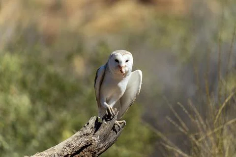 Barn owl perched on a log Stock Photos