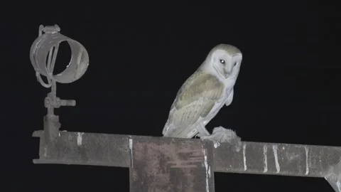 Barn owl perching on iron bar, Negev desert Vídeo Stock 289233930
